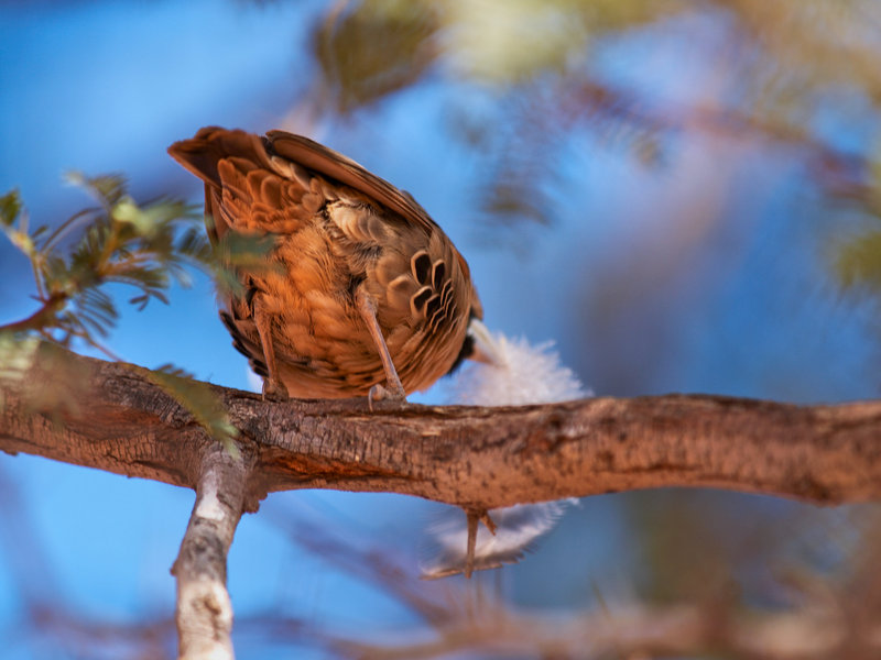 Weaver bird, Kalahari